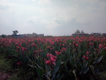 粉花美人蕉